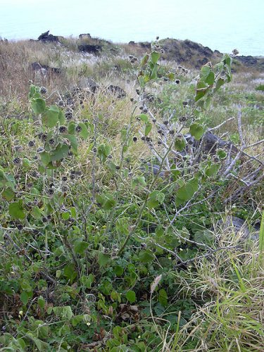 Abutilon grandifolium (habit)