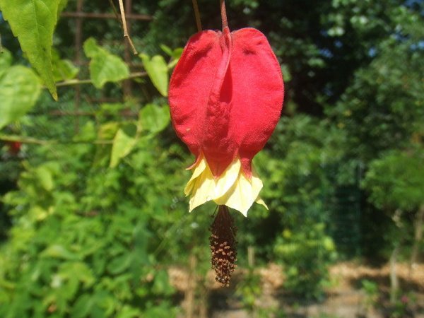 Abutilon megaptamicum