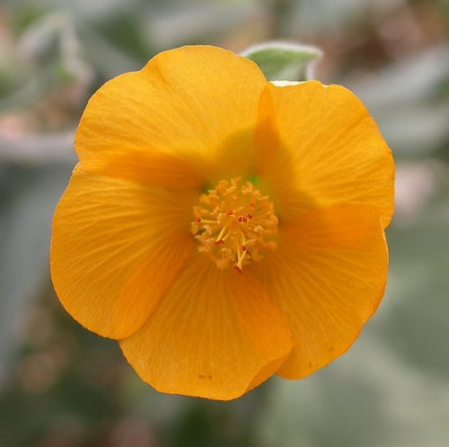 Abutilon palmeri