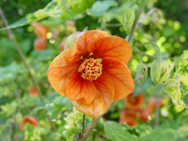 Abutilon pictum 'Thompsonii'