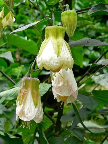 Abutilon  hybridum 'Patricia'