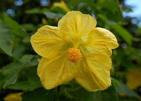 Abutilon  hybridum 'Moonchimes'