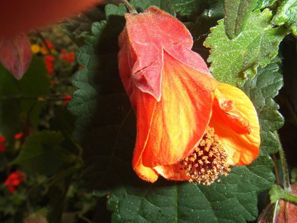 Abutilon megaptamicum