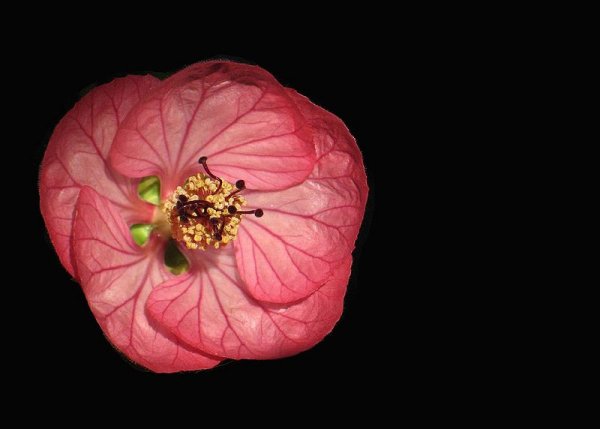 Abutilon - flowering maple