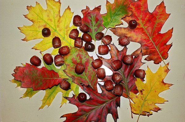 Acorn and fall leaves