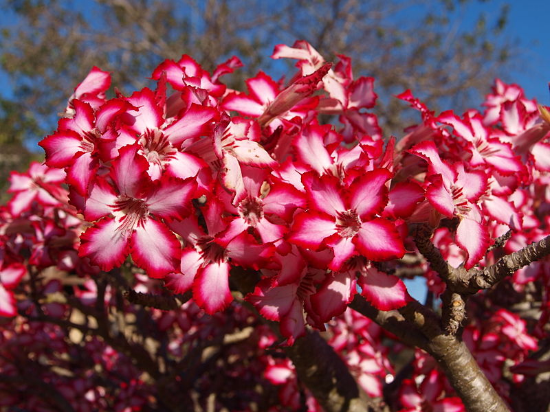 Adenium