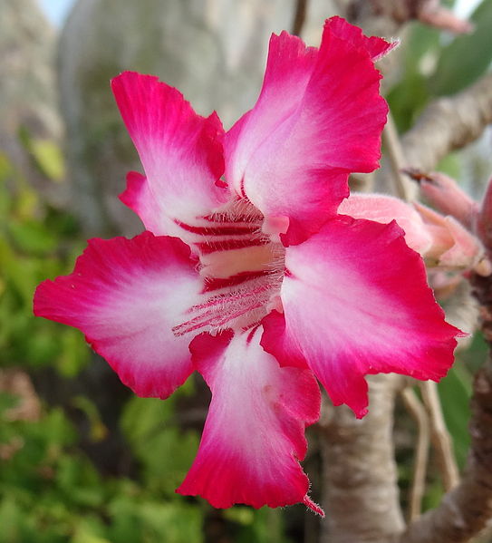 Adenium multiflorum