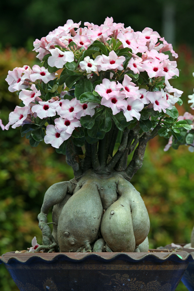 Adenium at the Penang Flower Festival in Malaysia in 2009