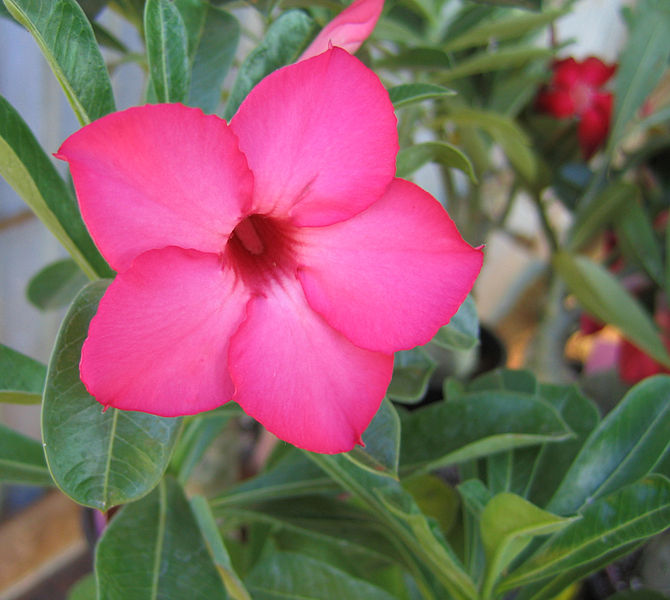 Adenium