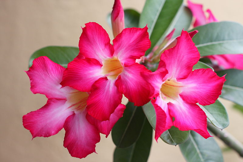 Adenium