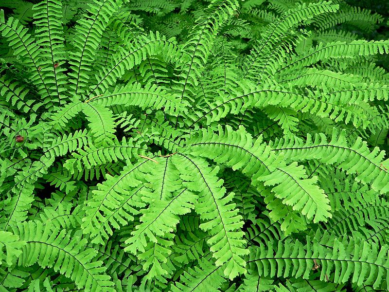 Adiantum pedatum - the maidenhair fern