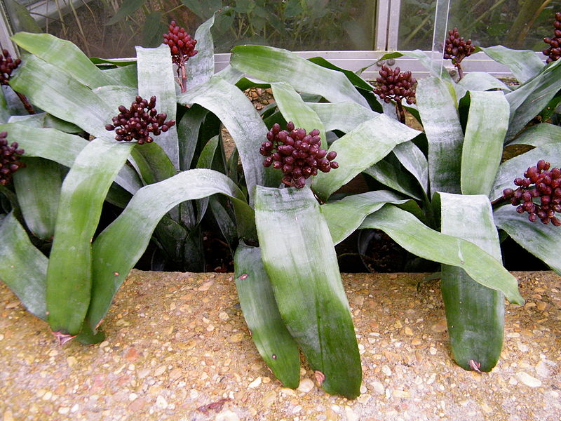 Aechmea fulgens