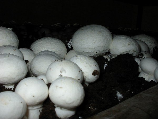 Agaricus bisporus