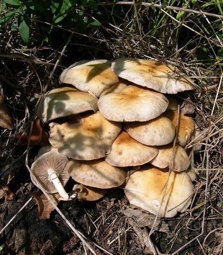 Mature group of Agrocybe aegerita