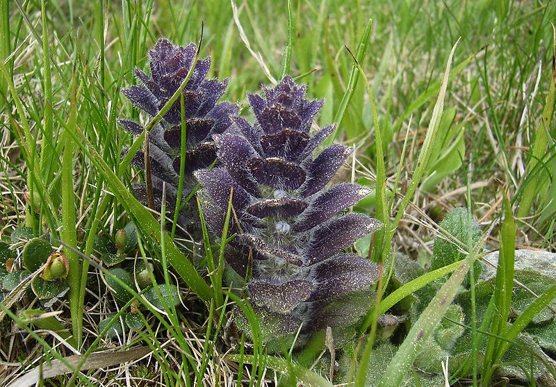 Ajuga pyramidalis