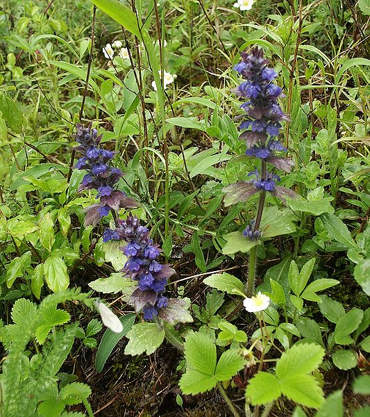 Ajuga genevensis