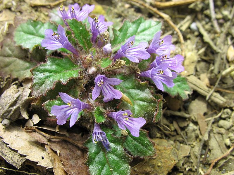 Ajuga decumbens