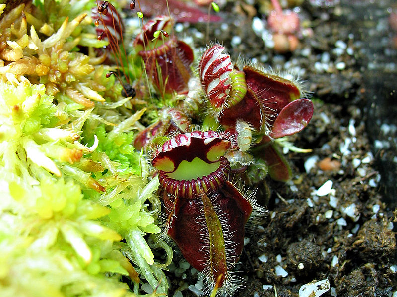 Albany Pitcher Plant (Cephalotus follicularis)