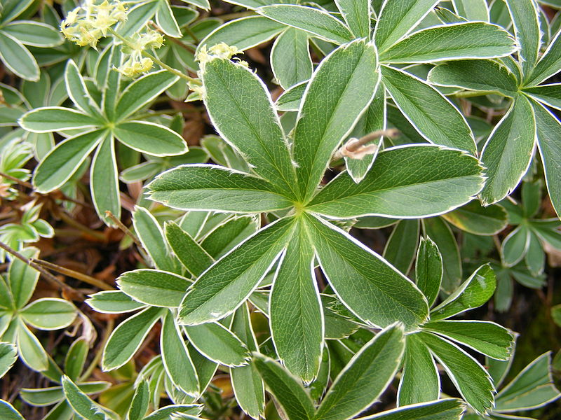 Alchemilla alpigena