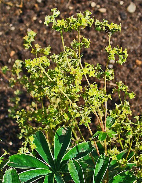 Alchemilla alpina