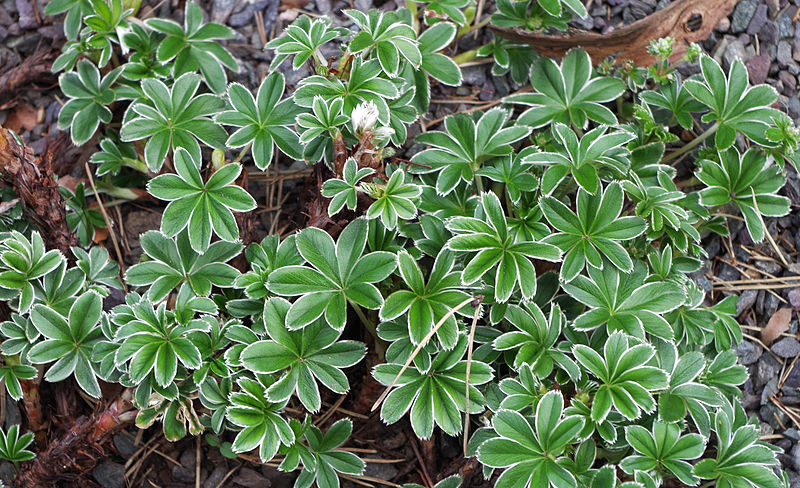 Alchemilla conjuncta 