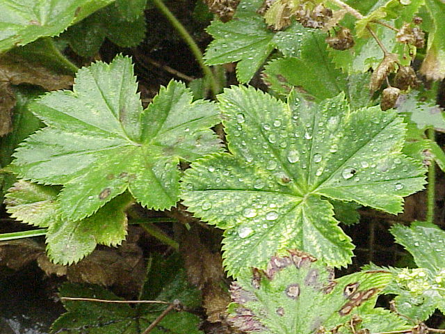 Alchemilla flabellata