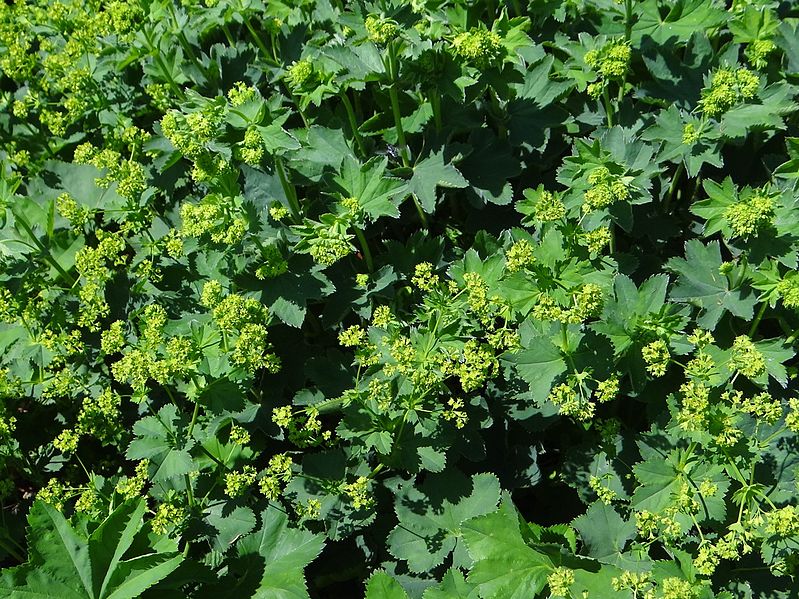 Alchemilla glabra