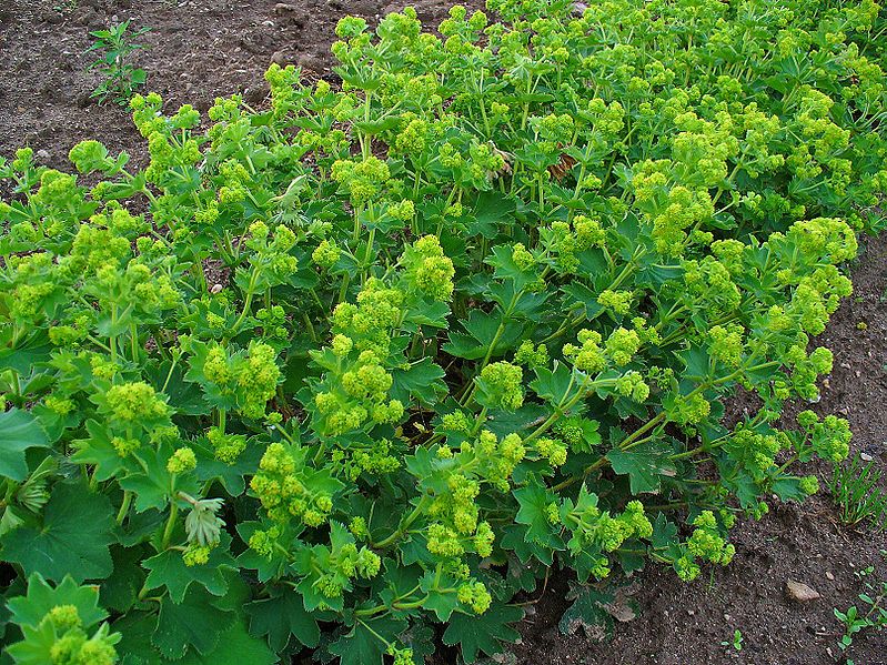 Alchemilla vulgaris