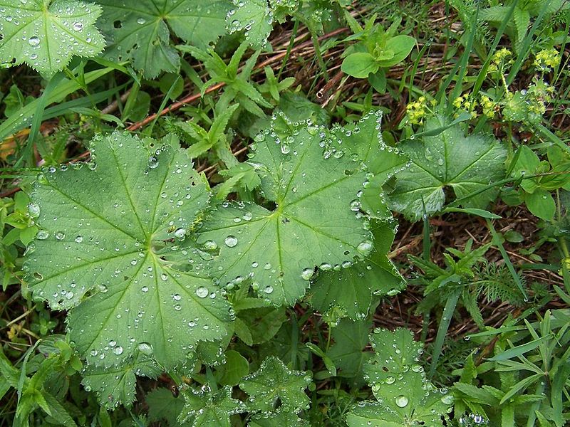 Alchemilla gracilis