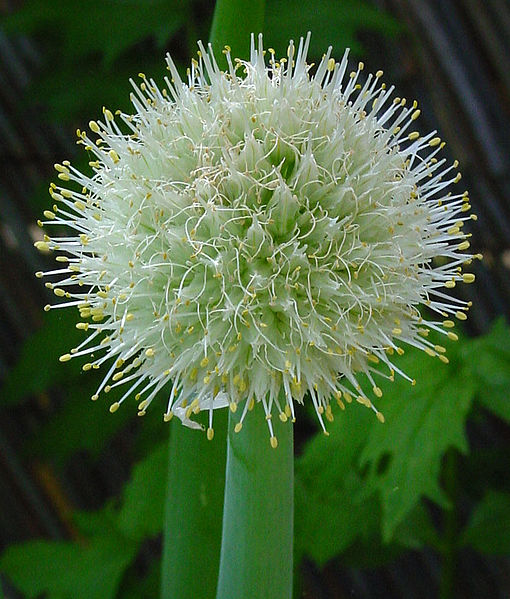 Allium cepa