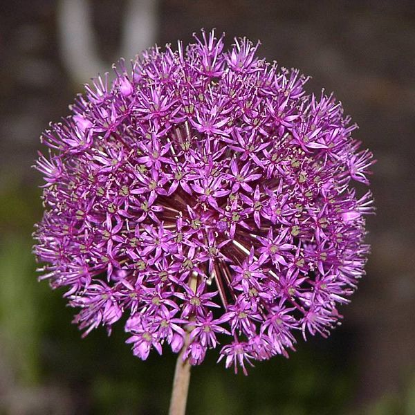 Allium cristophii