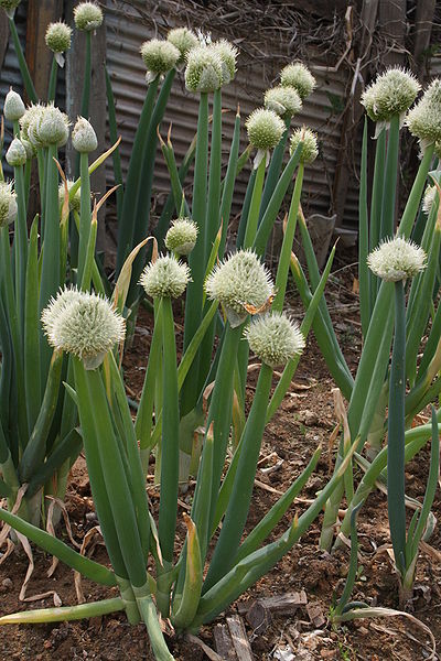 Allium fistulosum