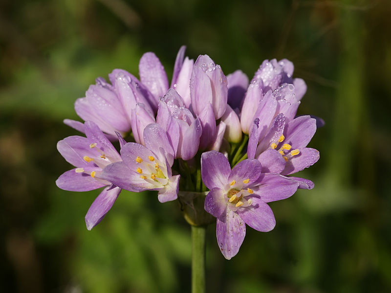 Allium roseum