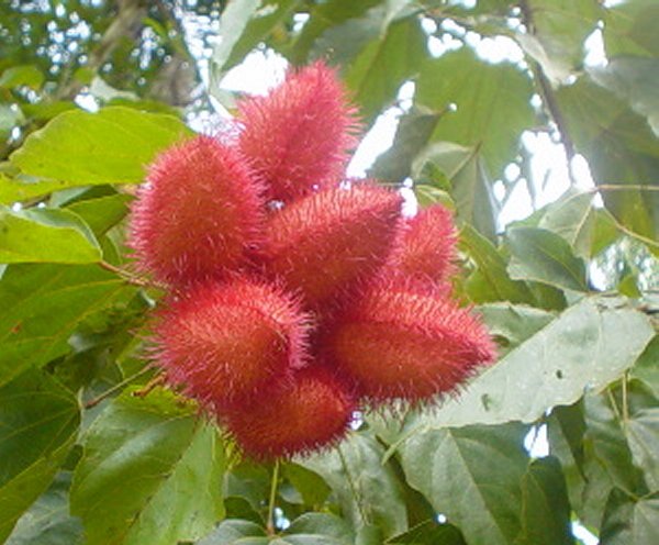 Fruit of Bixa orellana