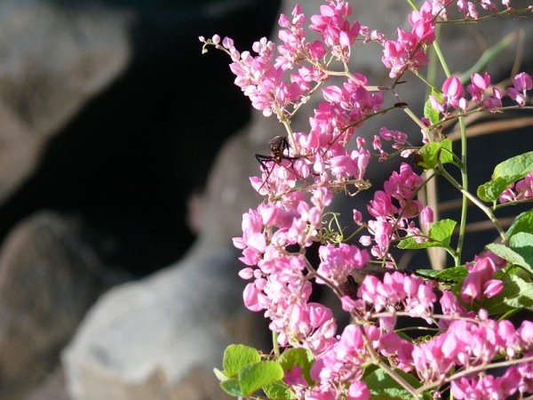 Antigonon leptopus