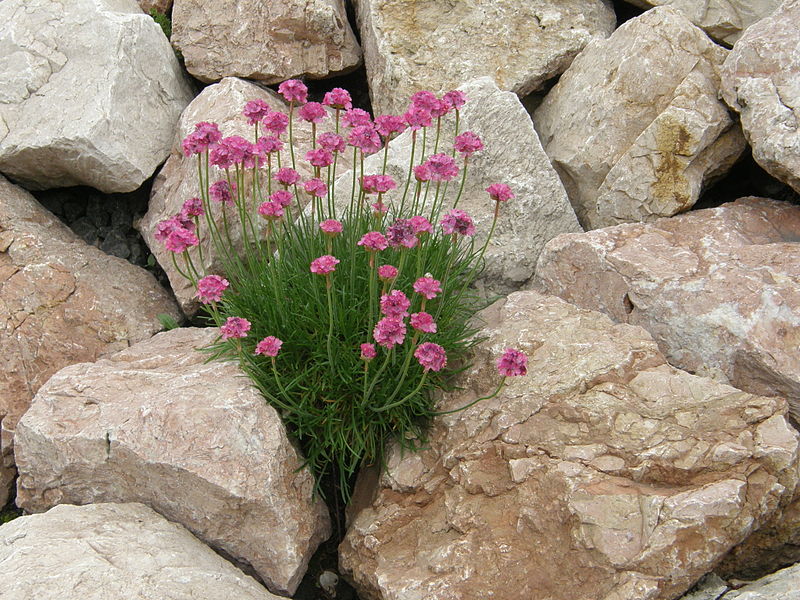 Armeria