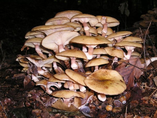 Armillaria mellea