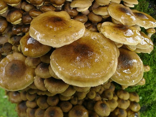 Armillaria mellea