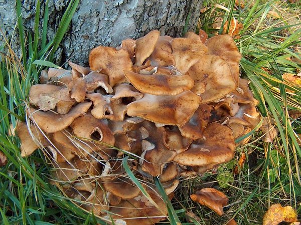 Armillaria mellea