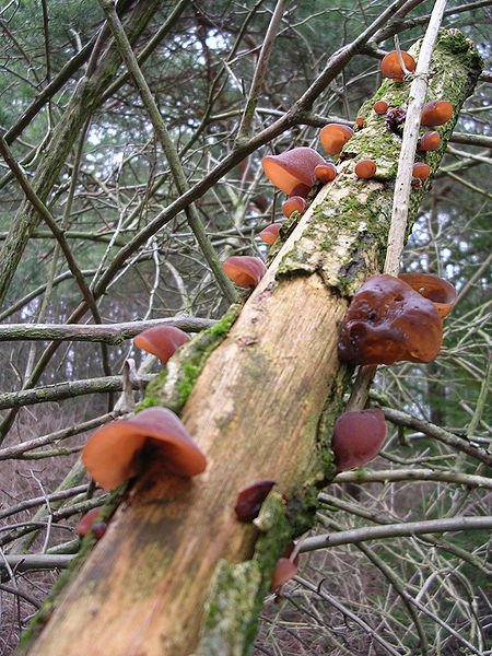 Auricularia auricula-judae