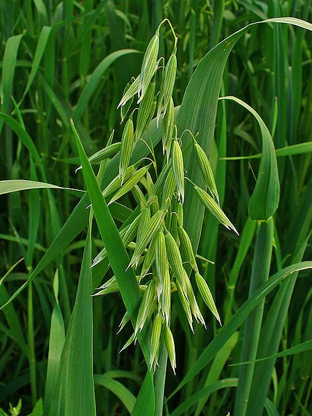 Avena sativa (Common Oat)