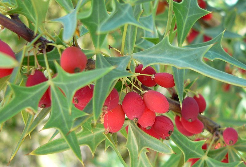 Barberries (Berberis trifoliolata)