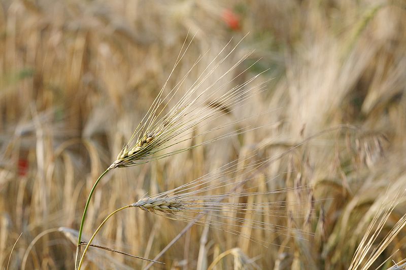 Barley