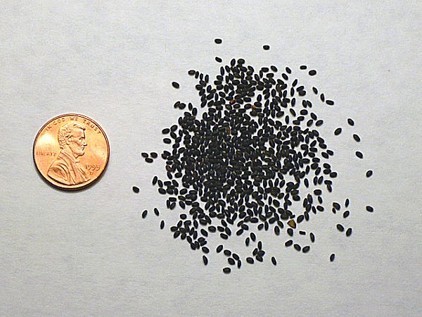 Basil seeds