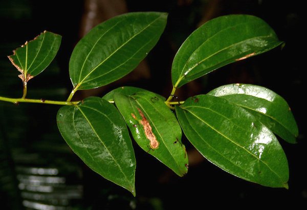 Indian bay leaf (Cinnamomum tejpata)