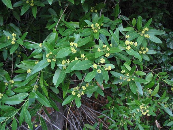 California bay leaf (Umbellularia californica)