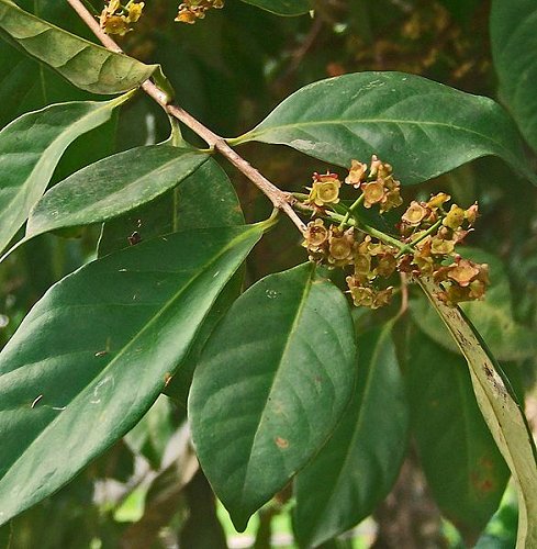 Indonesian bay leaf (Syzygium polyanthum)