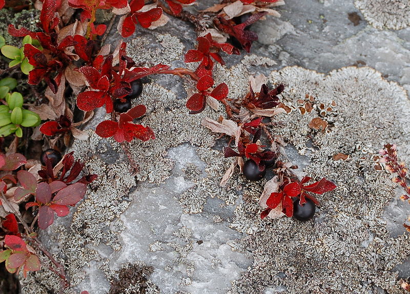 Bearberries