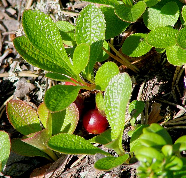 Bearberries