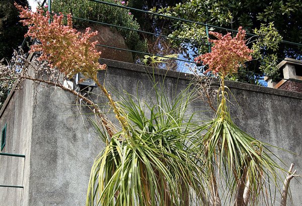 Flowers of Beaucarnea recurvata